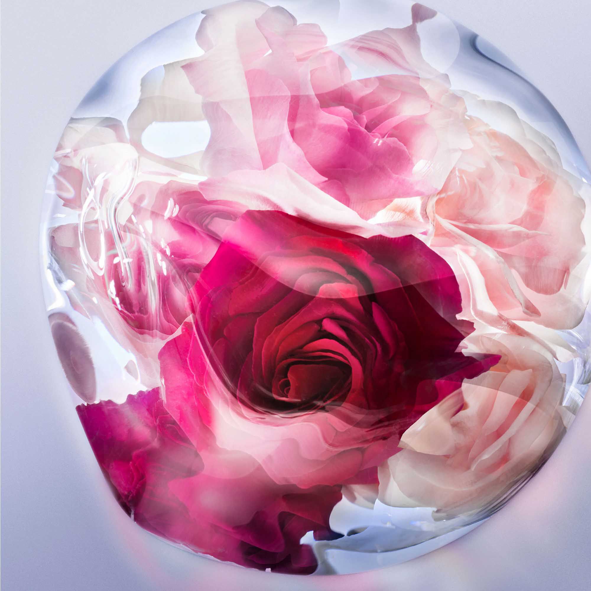LA VIE EST BELLE ROSE EXTRAORDINAIRE